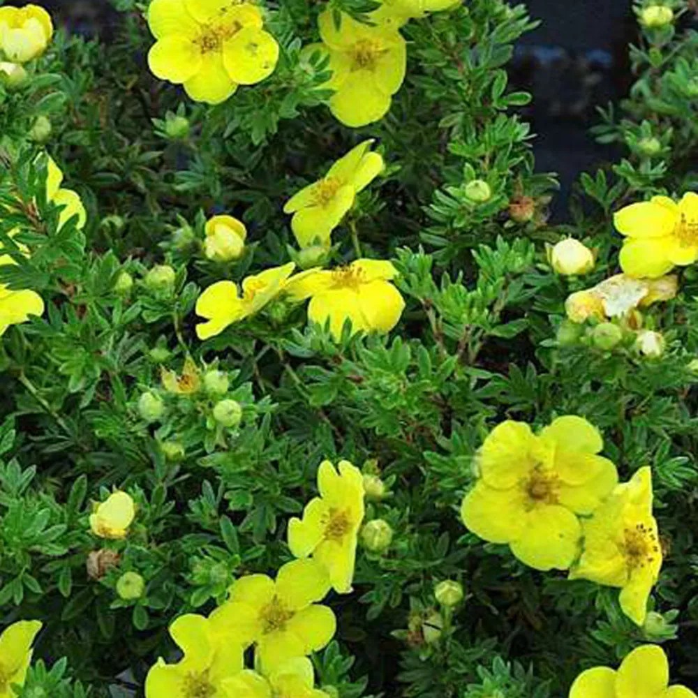 2 x potentille arbustive 'kobold' - potentilla fruticosa 'kobold' - 25-30 cm pot