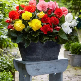 6 bégonias multiflora non stop en mélange - le sachet de 6 bulbes / circonférence 3-5cm, vendu par lot de 2
