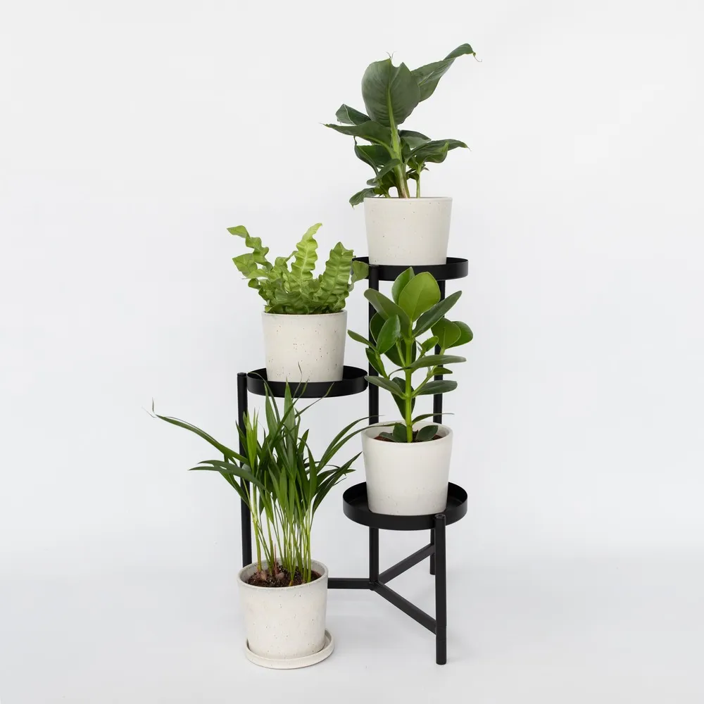 Plantes d'intérieur - set de 4 - areca asplenium clusia musa - h25-40cm - ⌀12cm