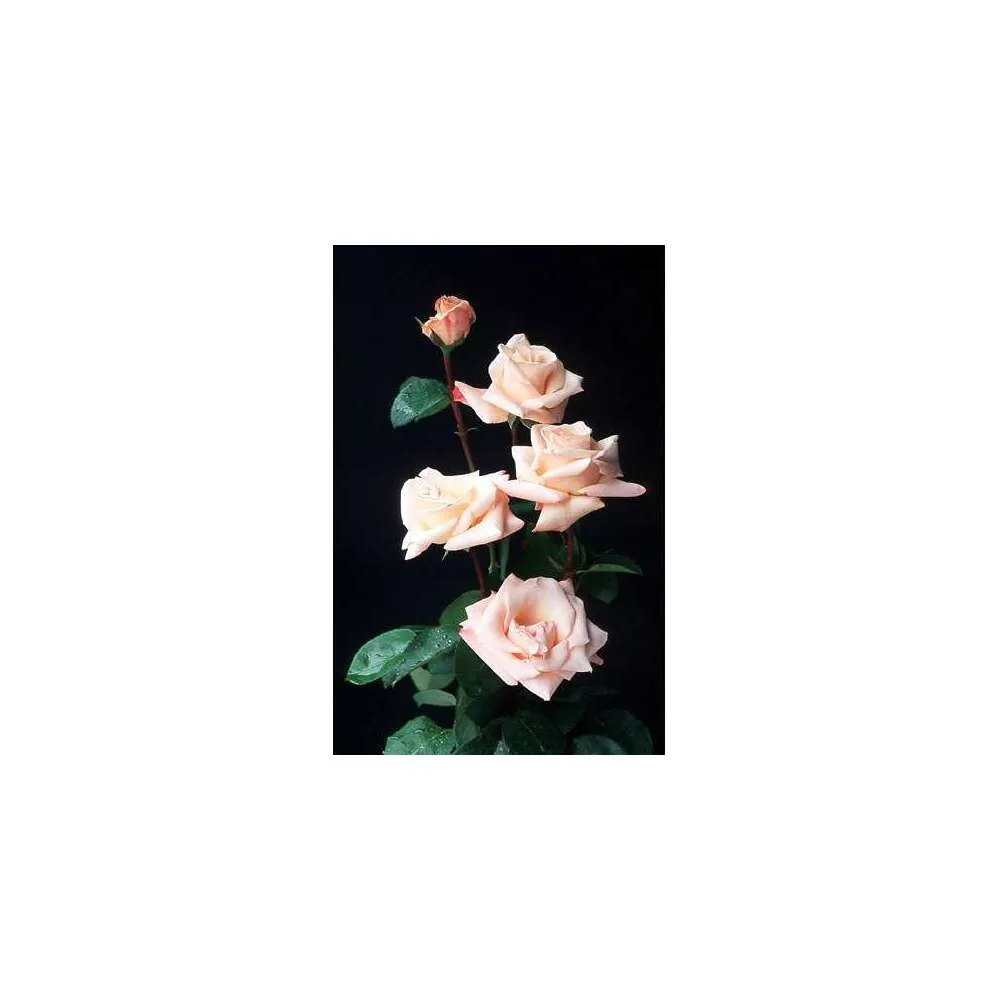 Rosier buisson 'Comtesse Brigitte Chandon Moët®' (Dorfaut): pot de 5 L